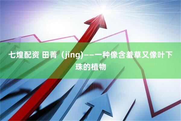 七煌配资 田菁（jing)——一种像含羞草又像叶下珠的植物